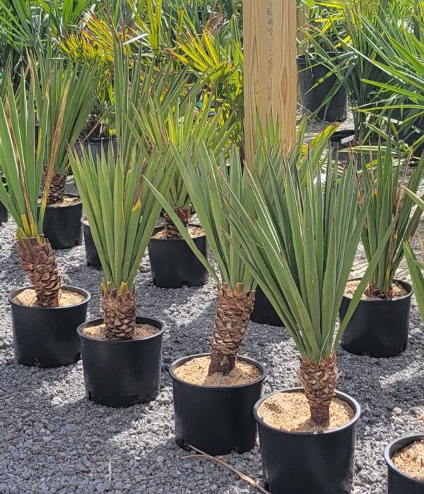 yucca1 (30)