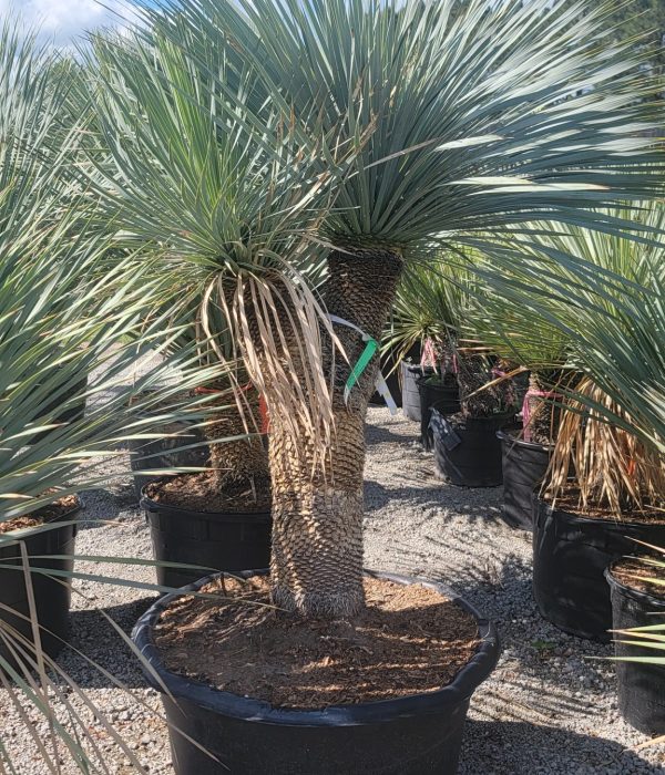 yucca1 (8)