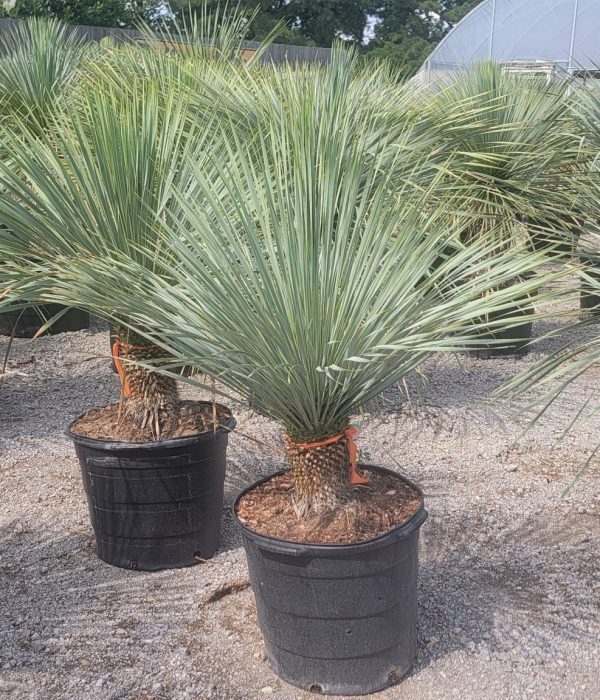 yucca1 (9)